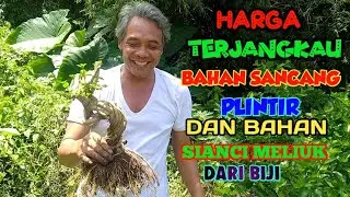 Bahan sancang plintir dan bahan sianci meliuk dari biji harga terjangkau siap di order