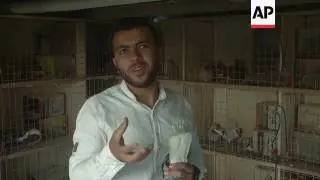 Pigeon breeding is big business in Amman
