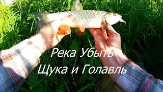 Vlog.Glazov Fisherman.Разловил новый воблер,Asakura S.Hornet.Щука.Голавль.