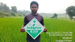 INDIGROW IG 2324 इंडिग्रो IG 2324 धान