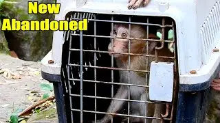 New Abandoned Monkey Was Released On (26-11-21) So She Was So Scared.