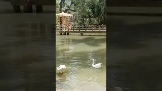 duck cooling his head