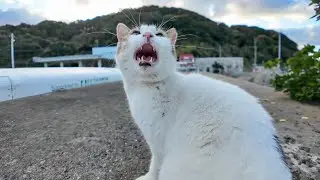 防波堤の上でよく喋る猫に出会った