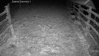 Zubria zvernica (cam212) 15.01.2026 o 21:53