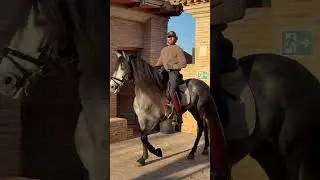 Nuevo en casa! Heno❤️#caballos#horses#espa&ntilde;a#murcia#equestrian