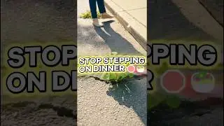 Eat Your Driveway: The Purslane Secret 🤫 #survival