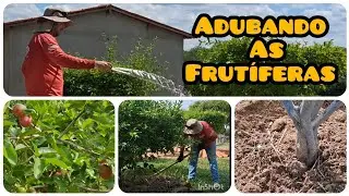 Adubando as Frut&iacute;feras com esterco de gado ( estrume) 