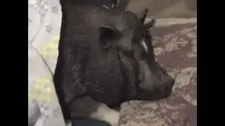Putting the pot-bellied pigs to bed