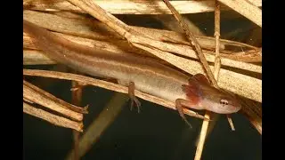 These 5 species are fighting for life in Georgia's longleaf pine forests