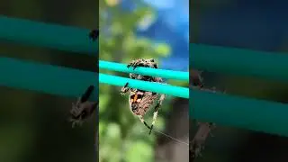 European garden spider.__4K 60fps HDR (ULTRA HD).