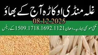 Maize rate today okara mandi Punjab. DHAN PRICE TODAY OKARA MANDI PUNJAB 08.12.2025