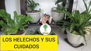 LOS HELECHOS/CUIDADOS,TRASPLANTE,RIEGO,REPRODUCCIÓN./CÓMO TENERLOS  EN OPTIMAS CONDICIONES.
