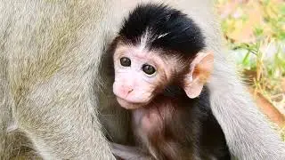 What's Cute Adorable Newborn Baby Monkey! So Lovely Baby Monkey!