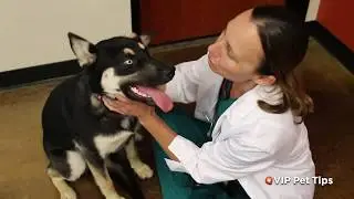 VIP Pet Tips  - Basic Preventive Care for Puppies & Kittens