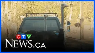 Man dies at protest camp near B.C. ostrich farm