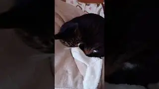 ハズム猫#shorts #cat #ねこ