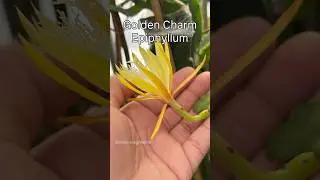Завораживающий мир ночных цветущих цереусов