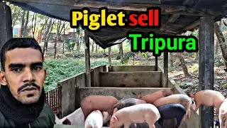 PIGLET SELLING IN TRIPURA || Tripura Pig Farm ||  pig feed (Ep-72)#pig #pigfeed 