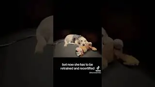 My service dog was attacked #shortvideos #servicedog #help