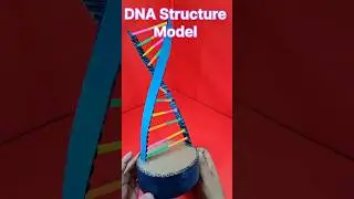 DNA STRUCTURE MODEL  I  The Structure of DNA  I  Science Projects Shorts  #scienceproject #shorts