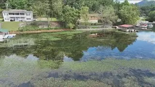 How an invasive weed known as 'parrot feather' is threatening Lake Chatuge