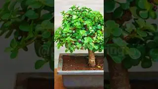 🌱 Tips For Jade plant | जेड को घना करने का उपाय । How to get bushy Jade, Tips 🍃#viral #shorts #jade