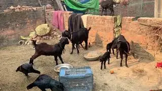 Hen hatching chicks  🐥 🐣 // desi chicken farming in indiaaseel // from eggs naturally