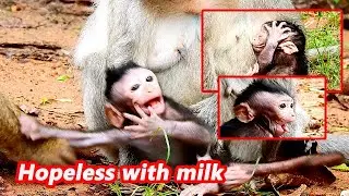 HOPELESS WITH MILK...!! Jinx get not full but mum weaning | Baby need more milk drop.