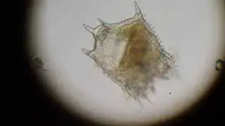 Plationus patulus