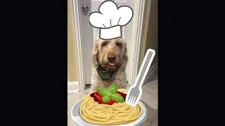 My dog made spaghetti! #shorts #dog