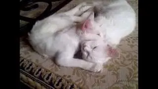 Lulu & Rainbow - Khao Manee