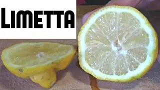 Limetta - Weird Fruit Explorer Ep. 258