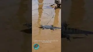 Un lagarto que 