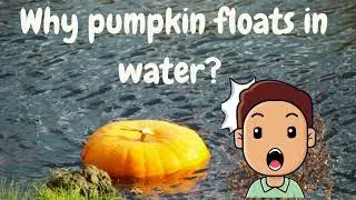 Why pumpkin floats in water// Science fact// Science lesson for kids// #shorts