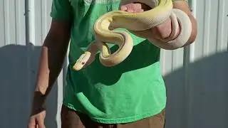 1/13/26 Cow Reticulated Python Male 4
