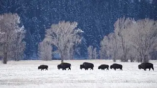 Meet the Bison!  Fun Facts for Kids