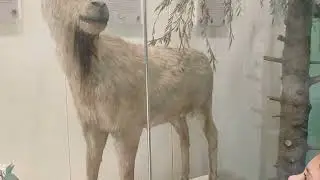 School Trip to Pakistan museum by green school system students 