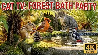 Cat TV for Cats to Watch 🌿 Fern Forest Birdbath - Chipmunk & Woodpecker - 8 Hours