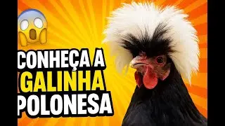 Tudo Sobre a Galinha Polonesa | Beleza, Cuidados e Curiosidades!