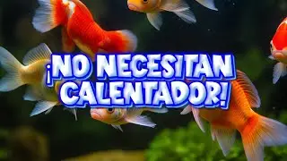 Gu&iacute;a Definitiva: Peces de Agua Fr&iacute;a para Acuarios que Sorprenden por su Belleza #peces #aguafria