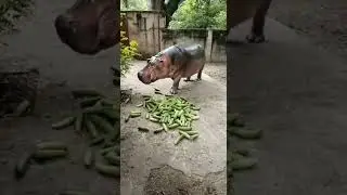 Watch this beautiful 🦛hippo feed😁☺ #vetsdiary #shorts