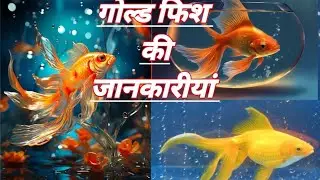 Goldfish 🐠🐟🐠🐟🐠🐟🐠 video #goldfish 🐟🐠