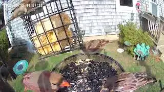 Cardinal and a couple of house Sparrows 
