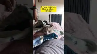 Como esta el clima en Chile? #gatoschile #gatos #michischile #michis