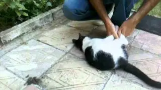 LEGSOUPS - Chinese cooking a cat