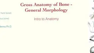 Doc DiMenna explains -Anatomy and Physiology - Bone Morphology