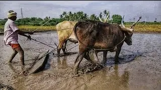 Bullock Bullock cart working style in village  cow videos Bullock ploughing videos Bull raching