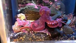Juvenile Giant Pacific Octopus feeding on a Purple Shore Crab