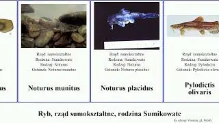 Ryb, rząd sumokształtne, rodzina Sumikowate noturus fish furiosus czarny placidus natalis Fuse