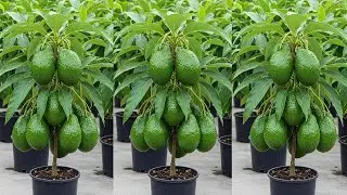 LIVE 🔴 Ready to turn your kitchen scraps into thriving avocado trees? #live